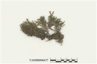 藏品(多摺蘚屬)的圖片